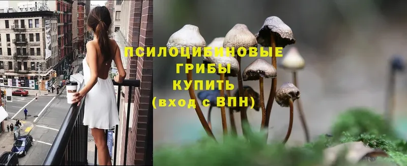 Псилоцибиновые грибы Psilocybe Кирсанов